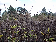17 Shiawassee National Wildlife Refuge [2008 Nov 5]